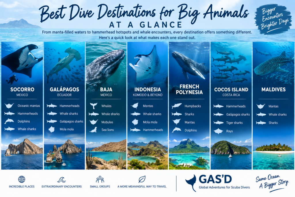 Best dive destinations for big animals including Socorro, Galápagos, Baja, Indonesia, French Polynesia, Cocos Island and the Maldives