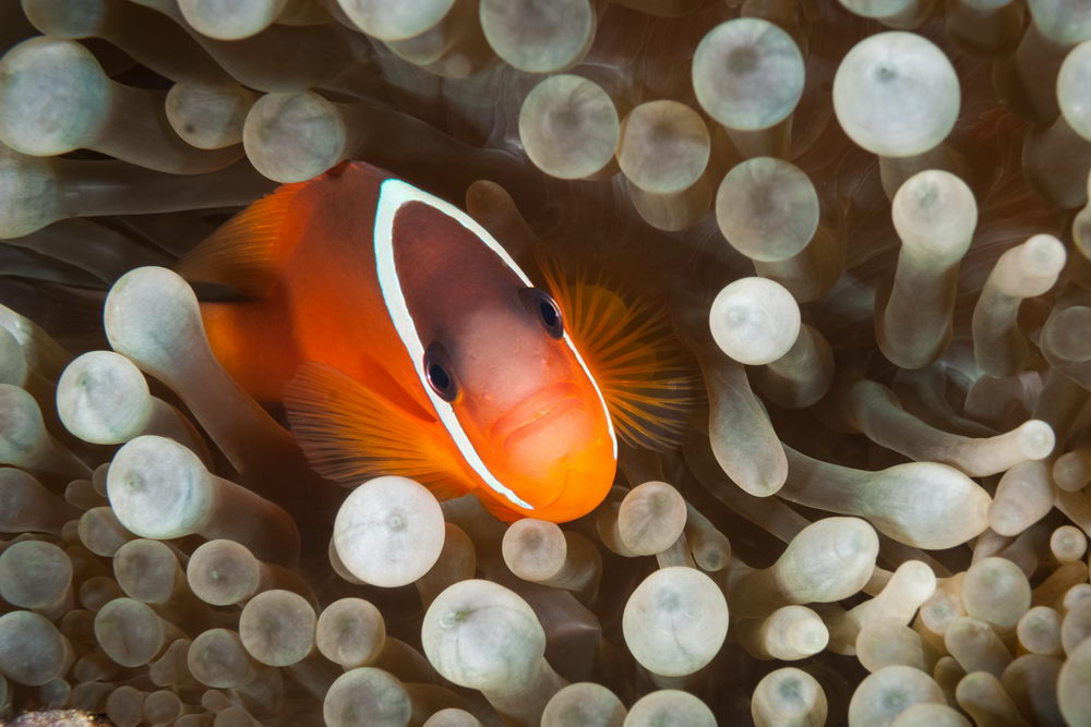 Anemonefish living in an anemone on a coral reef in Fiji