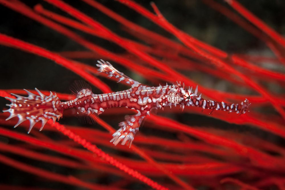 Small marine life hiding among coral on a Fiji reef