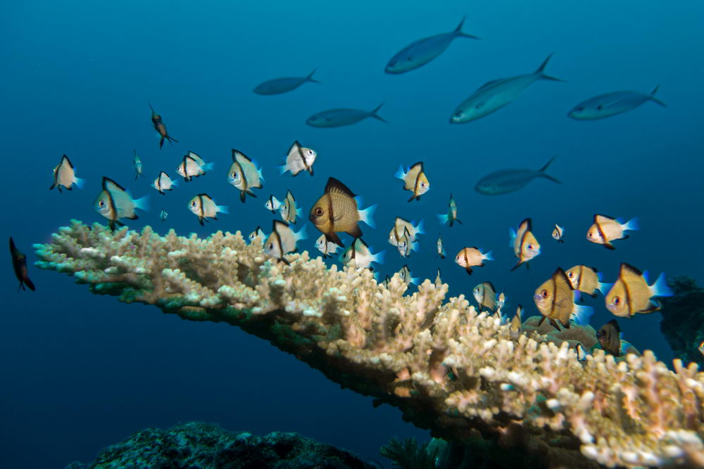 Schooling tropical fish above a colorful coral reef in Fiji