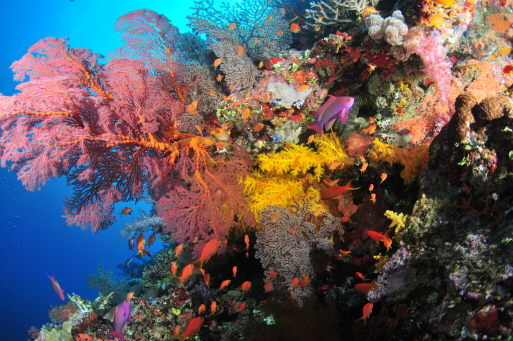 Colorful soft coral while scuba diving in the Bligh Waters of Fiji