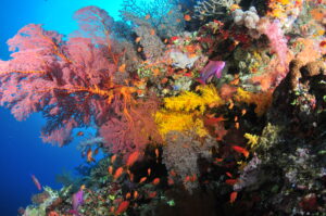 Colorful soft coral while scuba diving in the Bligh Waters of Fiji