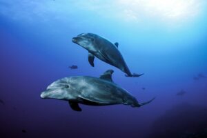dolphins socorro
