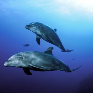 dolphins-socorro
