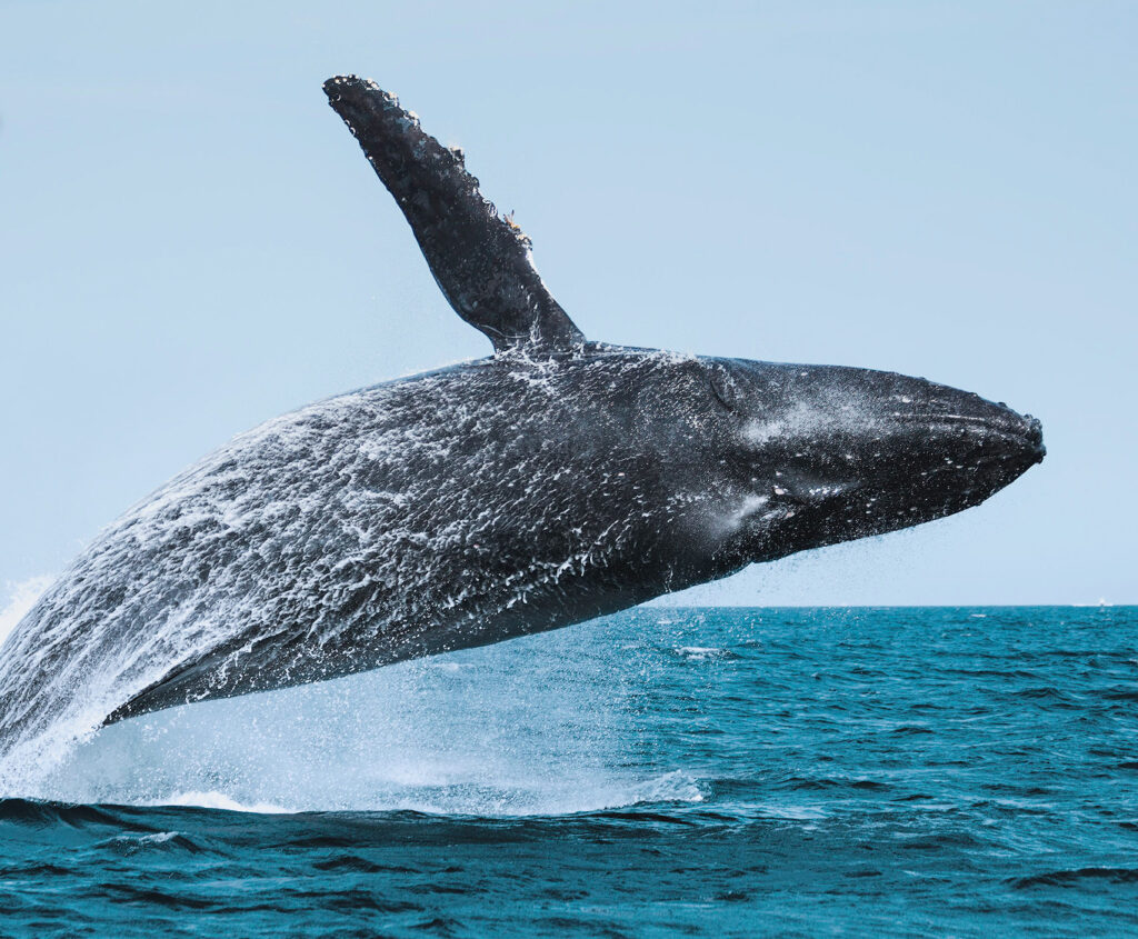 swim with whales