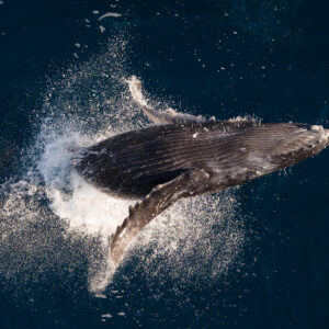 Baja Ultimate Whales - Deposit