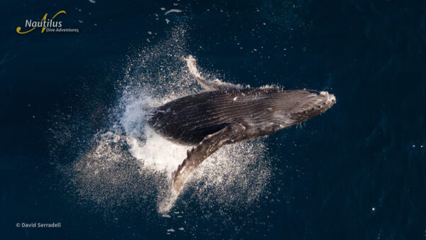 Baja Ultimate Whales - Deposit