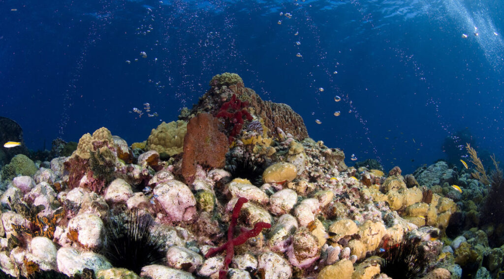 Champagne Reef, Dominica