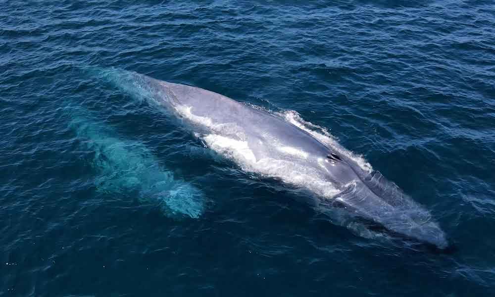 swim with blue whales