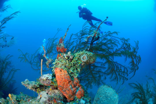 Scuba divers entering the Caribbean Sea