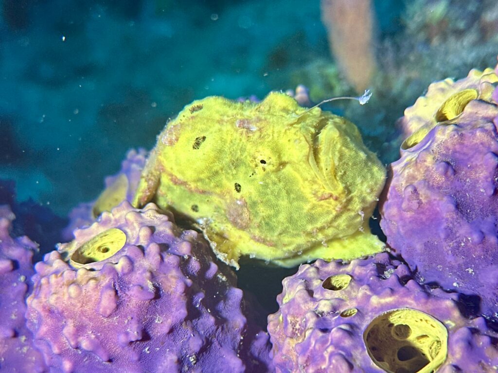 Frogfish camouflaged on a coral reef in Dominica