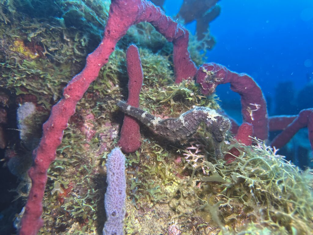 Seahorse hiding on a reef while scuba diving in Dominica