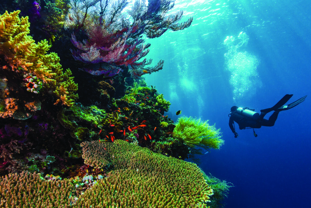 Scuba Diving Pristine reefs in Borneo, Indonesia