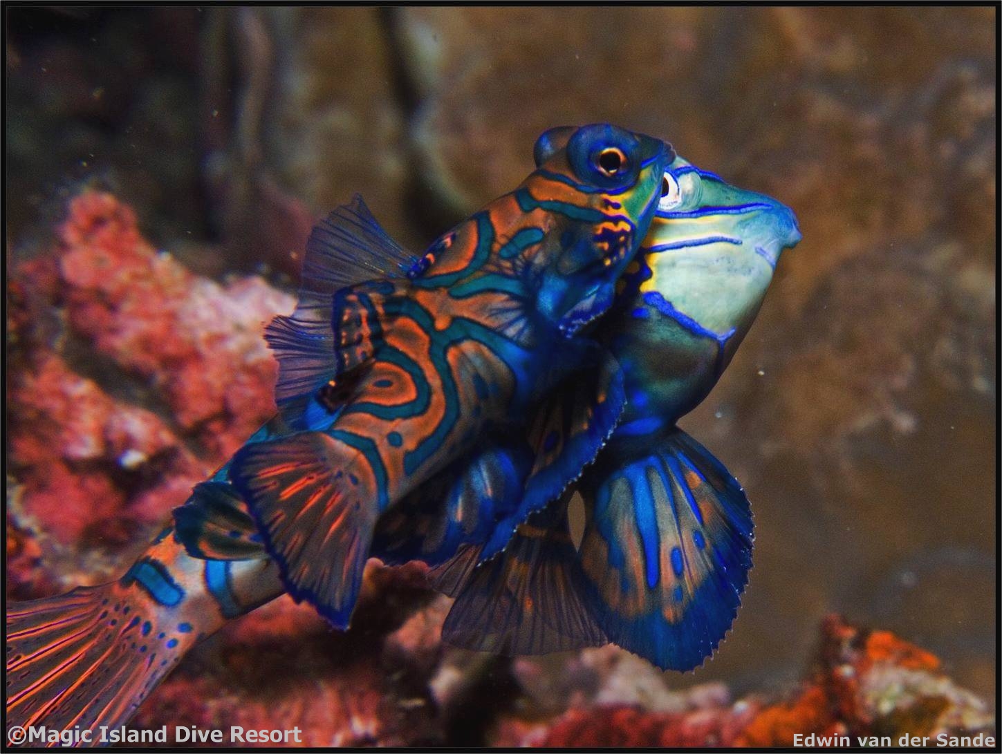 Magic Island Diving 146