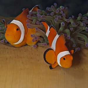 Magic Island Diving 225 scaled e1749249090848