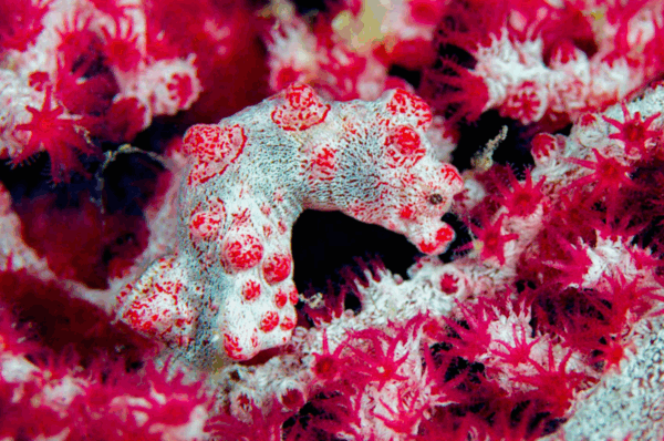 Option 2: ANDA, BOHOL