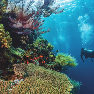 Option 1: The Best of Borneo on the Arenui August 10 -18, 2028 (8 Nights)-  Deposit