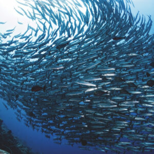 Option 1: MOALBOAL, CEBU