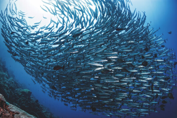 Option 1: MOALBOAL, CEBU
