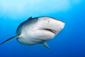 Tiger shark At Beqa Lagoon, Fiji
