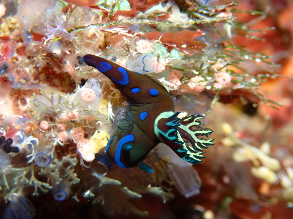 Colorful nudibranch on coral reef during a dive in the Philippines
