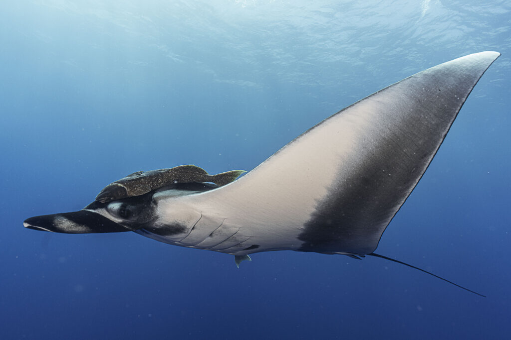 Oceanic manta ray gliding above divers in the Revillagigedo Islands