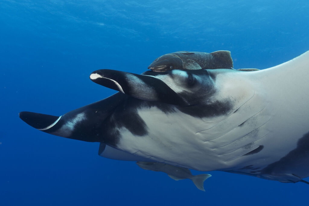 Giant oceanic manta ray swimming close to divers in Socorro
