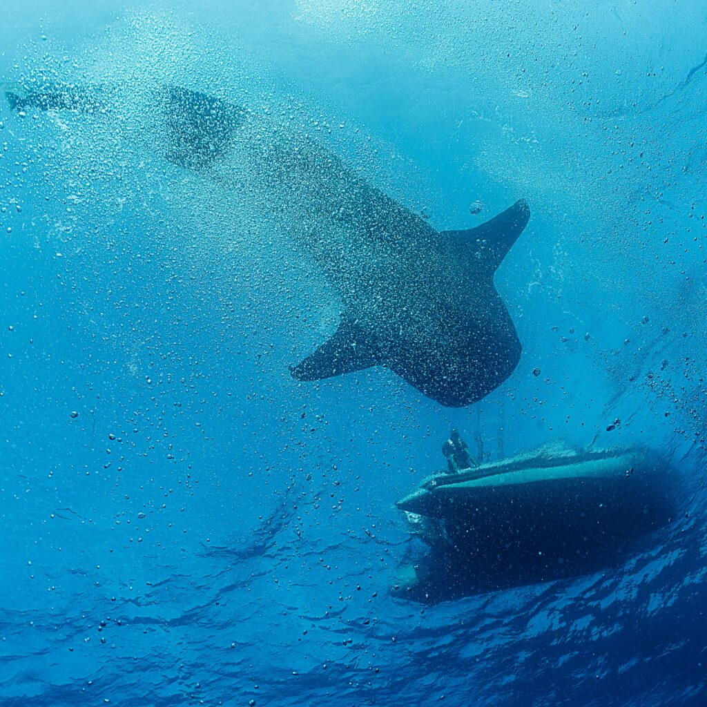 Whale shark appearing during a safety stop in Socorro