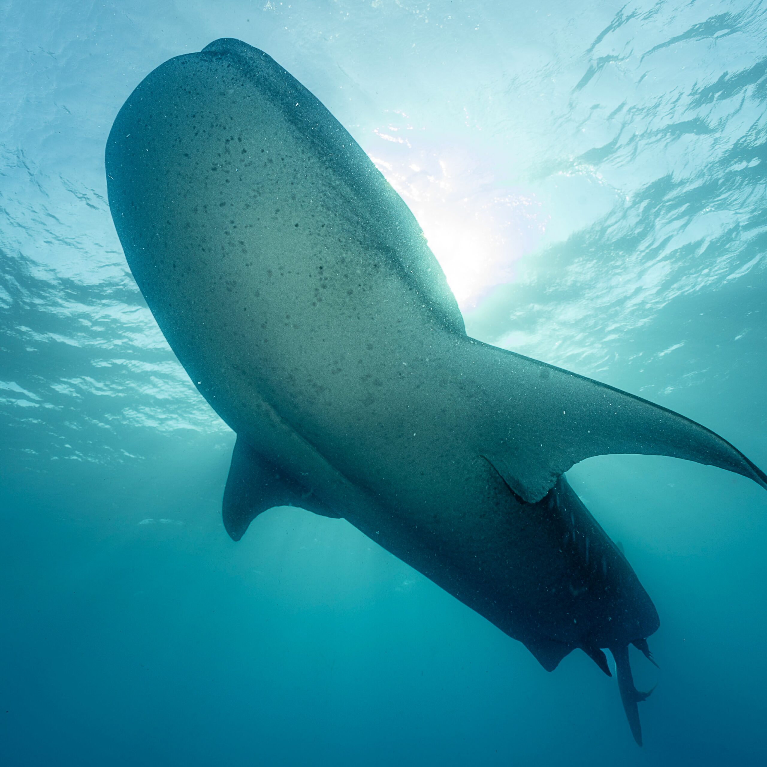 Playful whale shark swimming near divers in Socorro Mexico