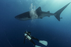 Scuba Diver With Whale Shark in El Canon Socorro