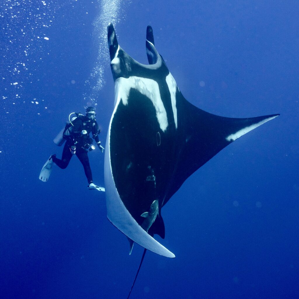 Diver having a manta moment in Socorro Mexico
