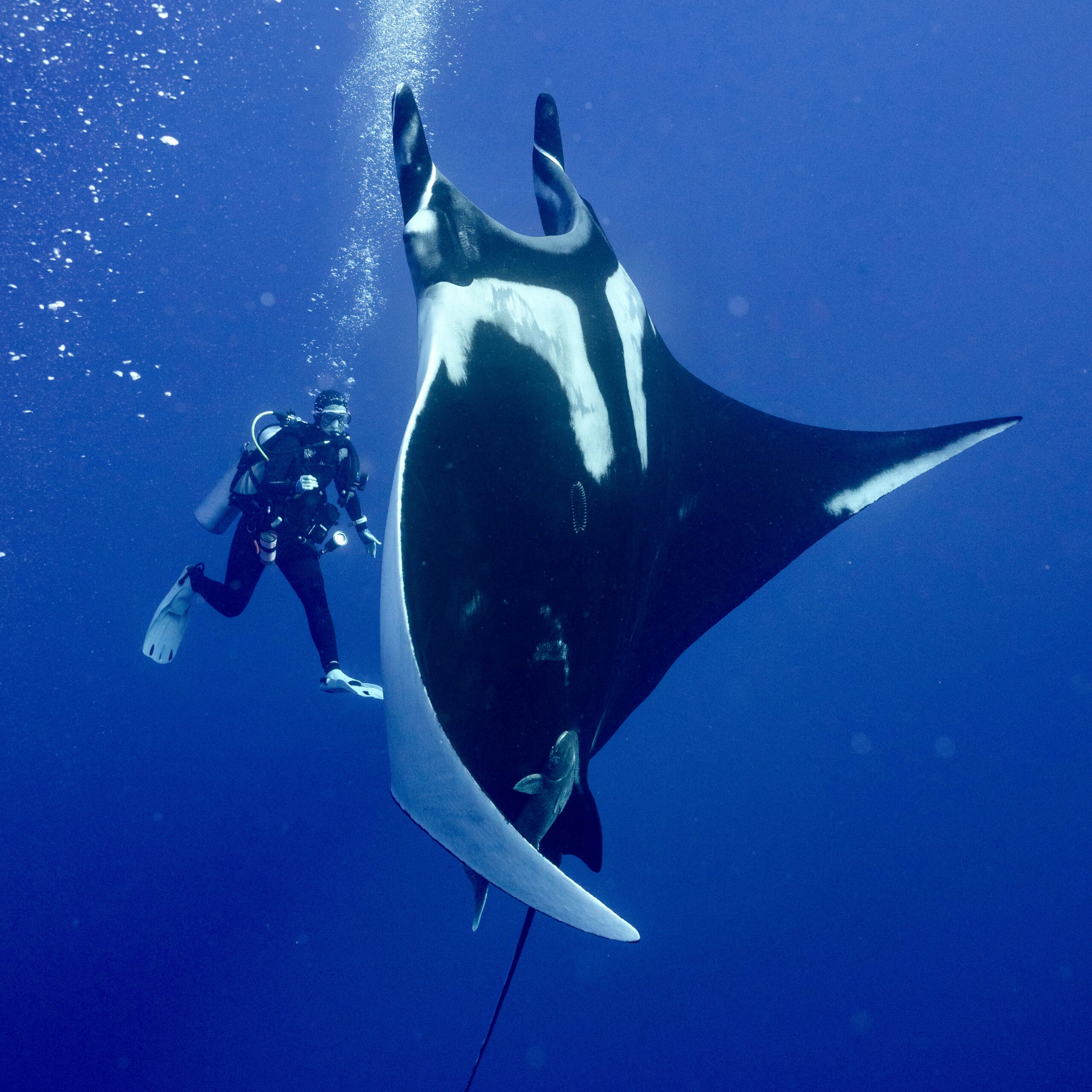 Diver having a manta moment in Socorro Mexico