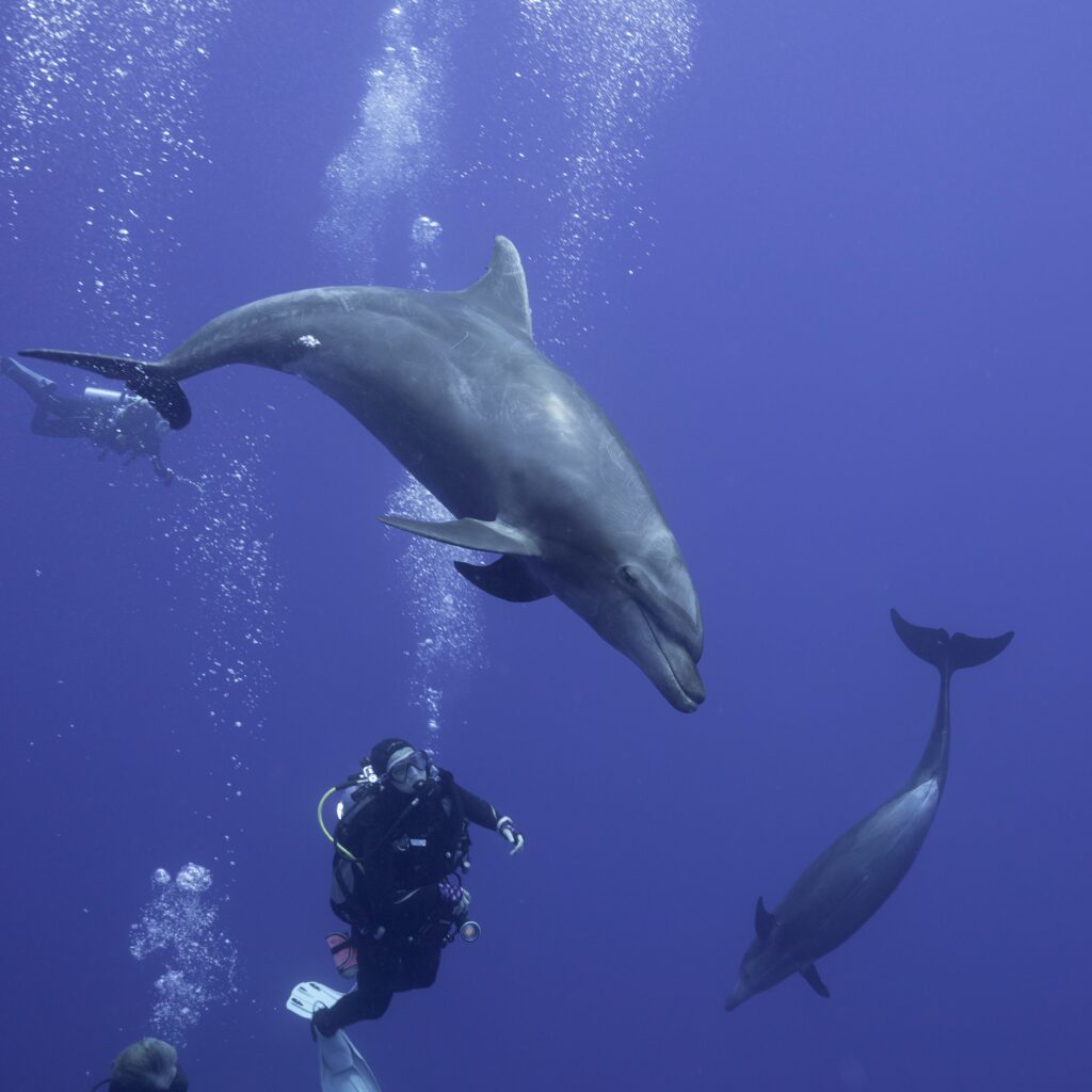 Playful dolphins interacting with divers in Socorro