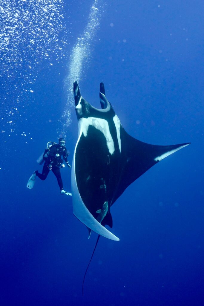Giant oceanic manta ray swimming above divers in Socorro, Mexico