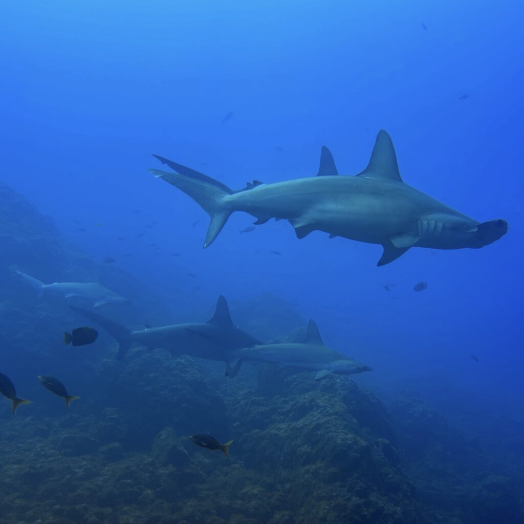 Schooling hammerhead sharks at El Canon in Socorro