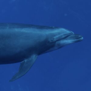 Bottlenose dolphins swimming near divers in Socorro Mexico