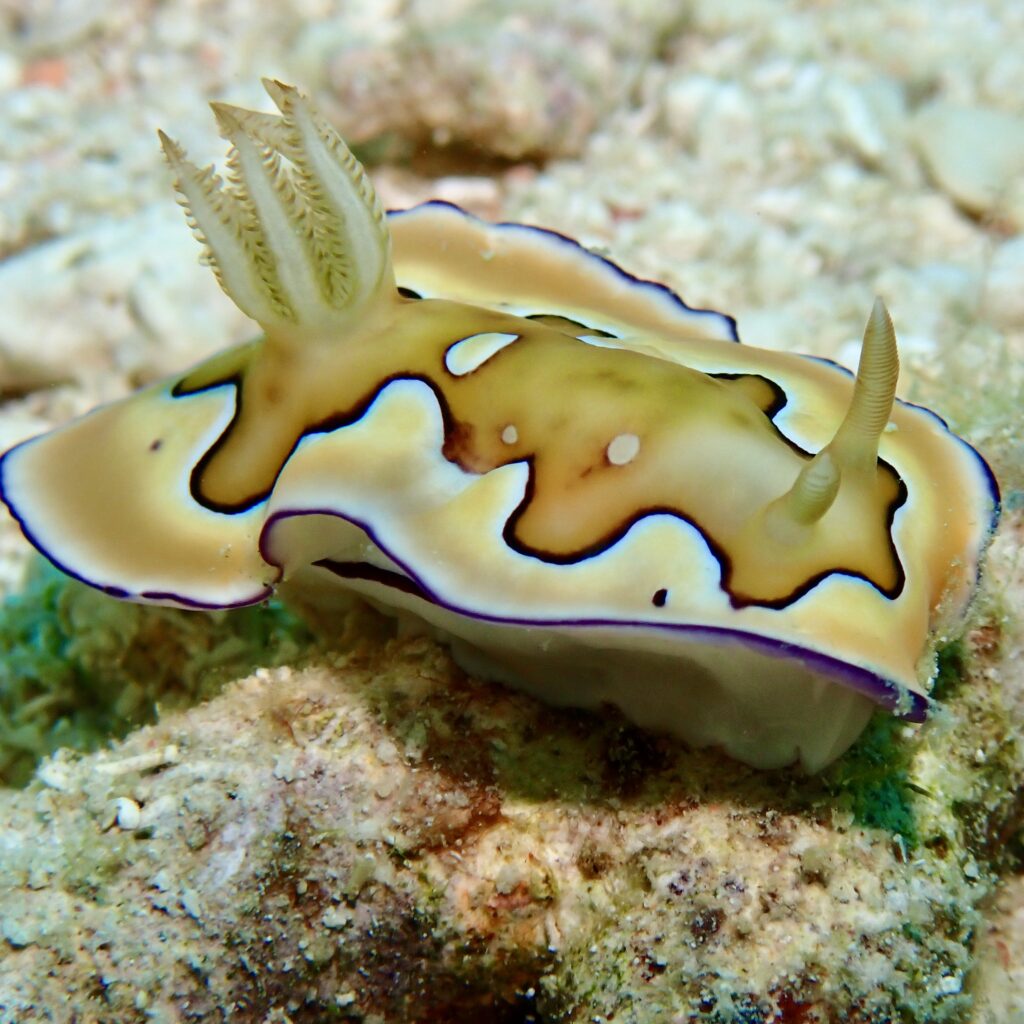 Nudibranch in Anda Philippines