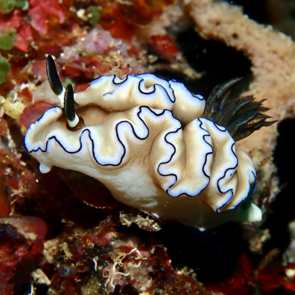 Nudibranch in Anda Philippines