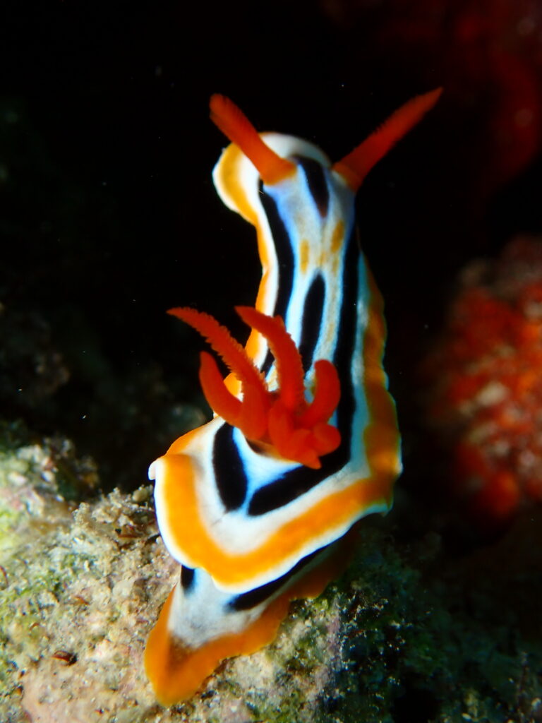 Colorful nudibranch sea slug crawling on coral reef during a macro dive in the Philippines