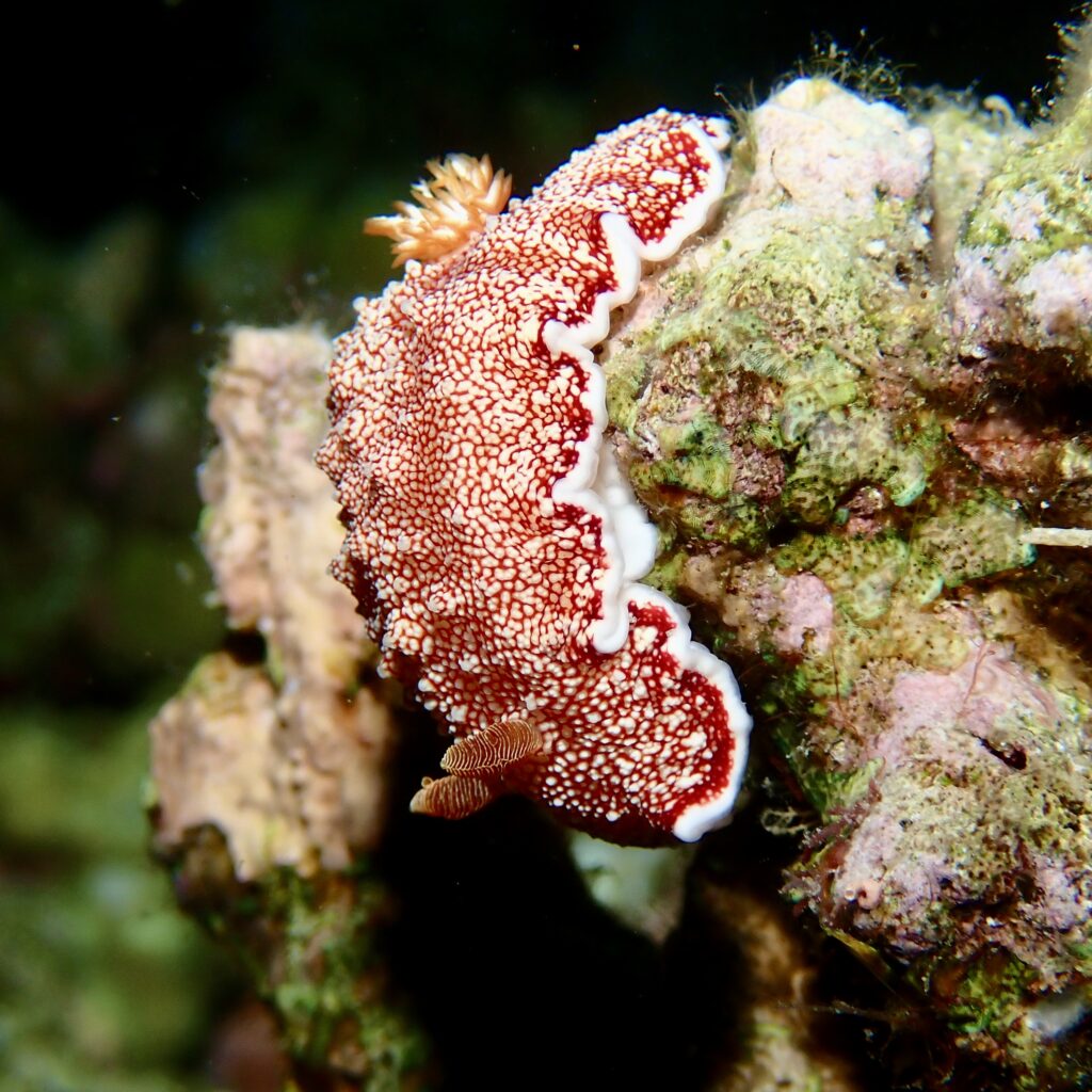 Macro underwater photo of a nudibranch on reef structure in the Philippines