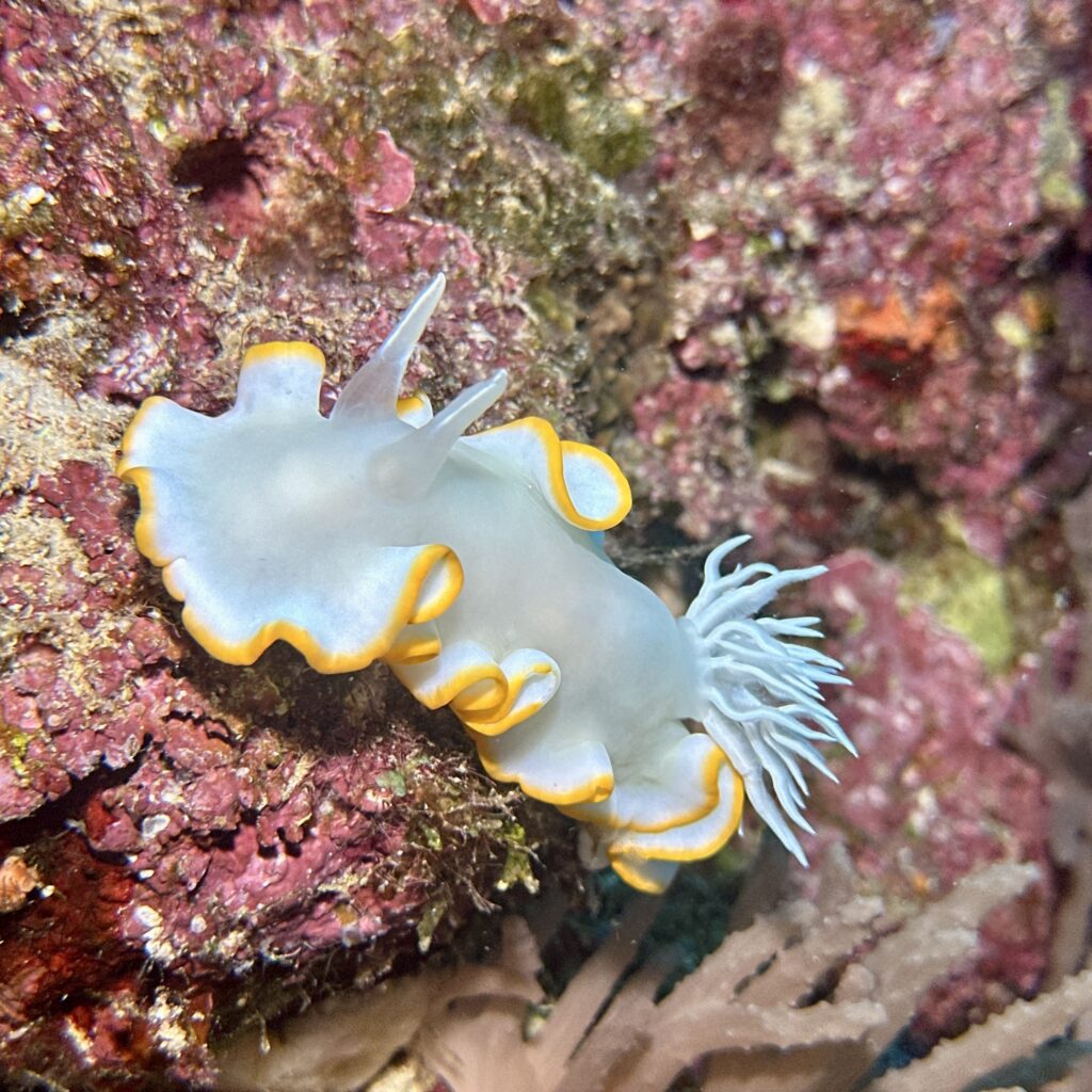 Vibrant nudibranch found on coral reef during a dive in Indonesia