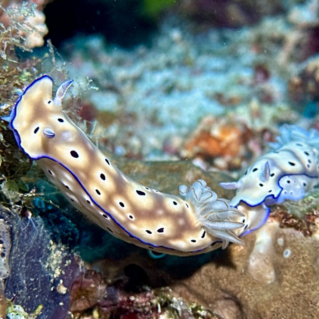 Mating nudibranchs during a coral reef during a dive