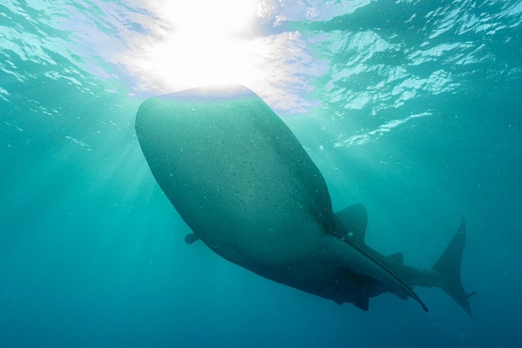 Whale Sharks Visiting Divers in Socorro