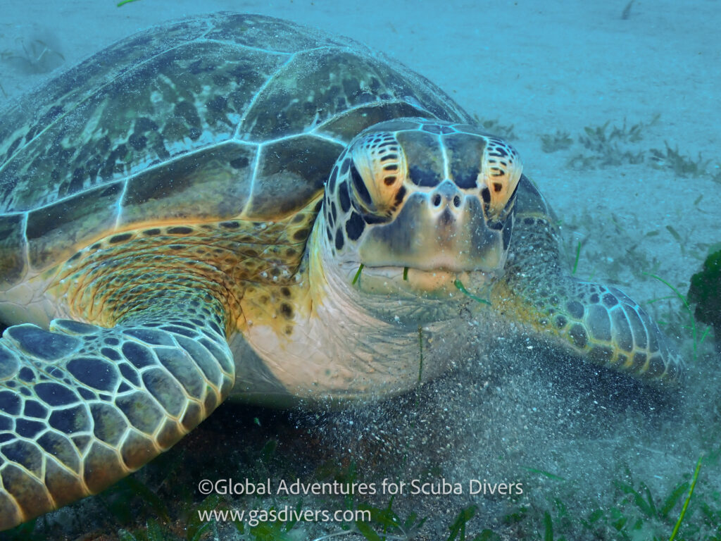 Sea turtle swimming over coral reef while scuba diving in St. Eustatius (Statia) Caribbean.