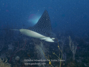 Eagle ray gliding over reef during scuba dive in St. Eustatius Caribbean.