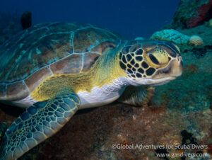 Sea turtle resting near coral formation during dive in St. Eustatius (Statia)