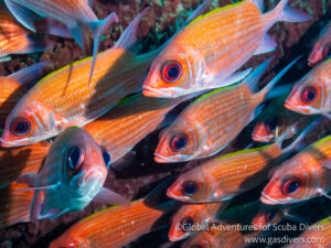 Squirrelfish hiding under coral reef ledge during scuba diving in Statia Caribbean.