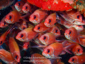 School of squirrel fish thriving in Statia’s protected Caribbean waters