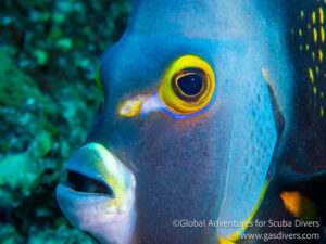 School of reef fish over coral reef while scuba diving St. Eustatius Caribbean marine life.