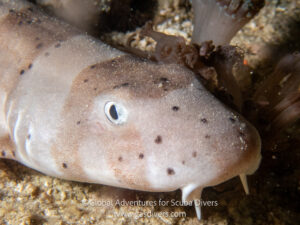 Baby bamboo shark resting on the seafloor during a night dive in Komodo